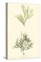 Bradbury Seaweed IV-Henry Bradbury-Stretched Canvas