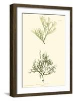 Bradbury Seaweed IV-Henry Bradbury-Framed Art Print