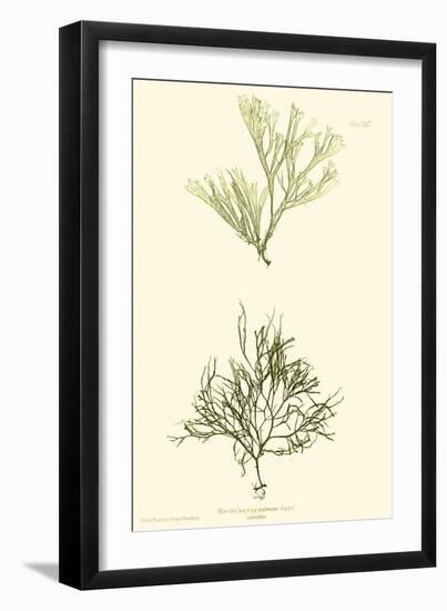 Bradbury Seaweed IV-Henry Bradbury-Framed Art Print