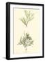 Bradbury Seaweed IV-Henry Bradbury-Framed Art Print