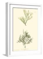 Bradbury Seaweed IV-Henry Bradbury-Framed Art Print