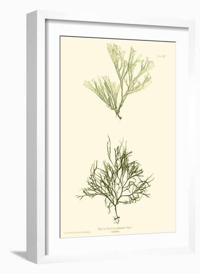 Bradbury Seaweed IV-Henry Bradbury-Framed Art Print