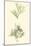 Bradbury Seaweed IV-Henry Bradbury-Mounted Art Print