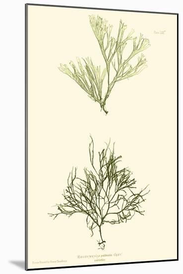 Bradbury Seaweed IV-Henry Bradbury-Mounted Art Print
