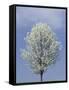 Bradford Pear in Full Bloom, Louisville, Kentucky, USA-Adam Jones-Framed Stretched Canvas