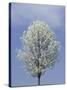 Bradford Pear in Full Bloom, Louisville, Kentucky, USA-Adam Jones-Stretched Canvas