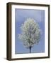 Bradford Pear in Full Bloom, Louisville, Kentucky, USA-Adam Jones-Framed Photographic Print