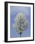 Bradford Pear in Full Bloom, Louisville, Kentucky, USA-Adam Jones-Framed Photographic Print