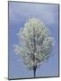 Bradford Pear in Full Bloom, Louisville, Kentucky, USA-Adam Jones-Mounted Photographic Print