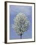 Bradford Pear in Full Bloom, Louisville, Kentucky, USA-Adam Jones-Framed Photographic Print