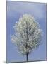 Bradford Pear in Full Bloom, Louisville, Kentucky, USA-Adam Jones-Mounted Photographic Print