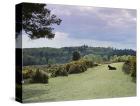 Bradley View, New Forest, Hampshire, England, United Kingdom-Jean Brooks-Stretched Canvas