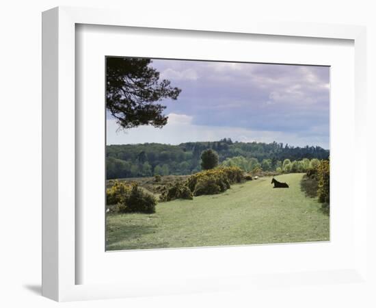 Bradley View, New Forest, Hampshire, England, United Kingdom-Jean Brooks-Framed Photographic Print