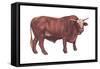 Braford Bull, Beef Cattle, Mammals-Encyclopaedia Britannica-Framed Stretched Canvas