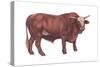 Braford Bull, Beef Cattle, Mammals-Encyclopaedia Britannica-Stretched Canvas