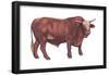 Braford Bull, Beef Cattle, Mammals-Encyclopaedia Britannica-Framed Poster