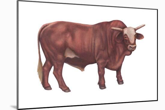 Braford Bull, Beef Cattle, Mammals-Encyclopaedia Britannica-Mounted Poster