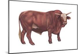 Braford Bull, Beef Cattle, Mammals-Encyclopaedia Britannica-Mounted Poster