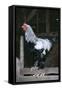 Brahma Chicken Cockerel on Fence-null-Framed Stretched Canvas