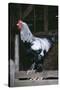 Brahma Chicken Cockerel on Fence-null-Stretched Canvas