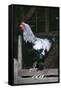 Brahma Chicken Cockerel on Fence-null-Framed Stretched Canvas