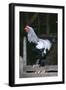 Brahma Chicken Cockerel on Fence-null-Framed Photographic Print
