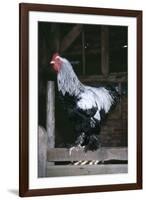 Brahma Chicken Cockerel on Fence-null-Framed Photographic Print