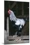Brahma Chicken Cockerel on Fence-null-Mounted Photographic Print