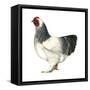 Brahma (Gallus Gallus Domesticus), Rooster, Poultry, Birds-Encyclopaedia Britannica-Framed Stretched Canvas