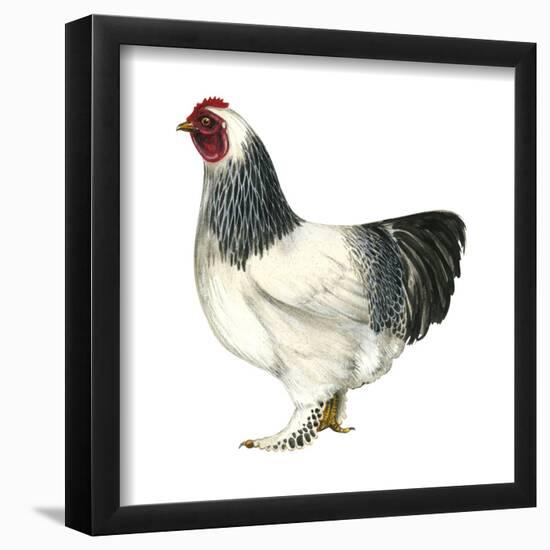 Brahma (Gallus Gallus Domesticus), Rooster, Poultry, Birds-Encyclopaedia Britannica-Framed Poster