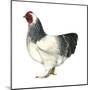 Brahma (Gallus Gallus Domesticus), Rooster, Poultry, Birds-Encyclopaedia Britannica-Mounted Poster