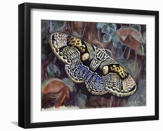 Brahmaea Wallichii, Brahmaeidae-null-Framed Giclee Print