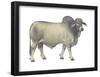 Brahman Bull, Beef Cattle, Mammals-Encyclopaedia Britannica-Framed Poster