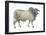 Brahman Bull, Beef Cattle, Mammals-Encyclopaedia Britannica-Framed Poster