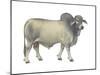 Brahman Bull, Beef Cattle, Mammals-Encyclopaedia Britannica-Mounted Poster