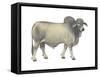 Brahman Bull, Beef Cattle, Mammals-Encyclopaedia Britannica-Framed Stretched Canvas