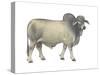 Brahman Bull, Beef Cattle, Mammals-Encyclopaedia Britannica-Stretched Canvas
