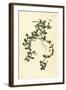 Brahmi or Water Hyssop, Bacopa Monnieri, 1825 (Engraving)-John Curtis-Framed Giclee Print