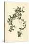 Brahmi or Water Hyssop, Bacopa Monnieri, 1825 (Engraving)-John Curtis-Stretched Canvas