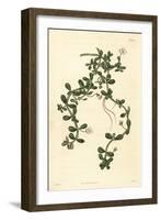 Brahmi or Water Hyssop, Bacopa Monnieri, 1825 (Engraving)-John Curtis-Framed Giclee Print