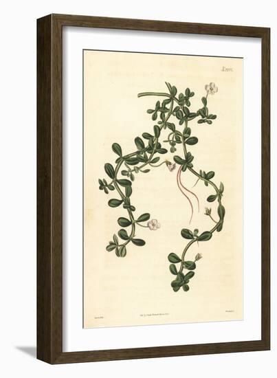 Brahmi or Water Hyssop, Bacopa Monnieri, 1825 (Engraving)-John Curtis-Framed Giclee Print