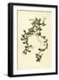 Brahmi or Water Hyssop, Bacopa Monnieri, 1825 (Engraving)-John Curtis-Framed Giclee Print