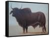 Brahmin Bull-Lincoln Seligman-Framed Stretched Canvas