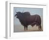 Brahmin Bull-Lincoln Seligman-Framed Giclee Print