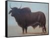 Brahmin Bull-Lincoln Seligman-Framed Stretched Canvas