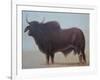 Brahmin Bull-Lincoln Seligman-Framed Giclee Print