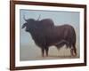 Brahmin Bull-Lincoln Seligman-Framed Giclee Print