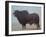 Brahmin Bull-Lincoln Seligman-Framed Giclee Print