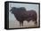 Brahmin Bull-Lincoln Seligman-Framed Stretched Canvas