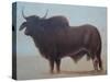Brahmin Bull-Lincoln Seligman-Stretched Canvas